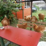 ヒロ コーヒーファーム - 敷地内：卵はこちらから