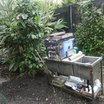 ヒロ コーヒーファーム - 敷地内のコーヒー農場①