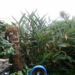 ヒロ コーヒーファーム - 敷地内のコーヒー農場②