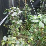 ヒロ コーヒーファーム - 敷地内のコーヒー農場③