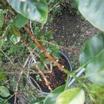 ヒロ コーヒーファーム - 敷地内のコーヒー農場④