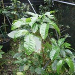 ヒロ コーヒーファーム - 敷地内のコーヒー農場⑤