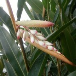 ヒロ コーヒーファーム - 敷地内のコーヒー農場⑥