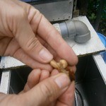 ヒロ コーヒーファーム - 敷地内のコーヒー農場⑦