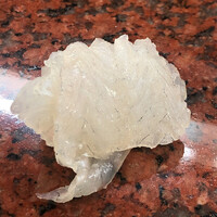 菊水 桜町本店 - ベラ。都内ではまず見かけません。瀬戸内ならではの綺麗なお魚。子供の頃は母が良く煮付けにしてくれました