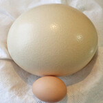 ダチョウ王国観光牧場 - ダチョウ卵1682ｇ　鶏卵62ｇ