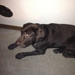 クオーレ・フォルテ - ワンちゃん連れてきても平気だよ、でもいい子だけにしてね。