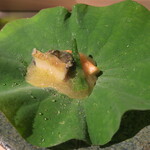 日本料理 みや  - 鮑、車海老