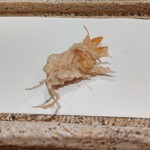 日本橋 蕎ノ字 - 