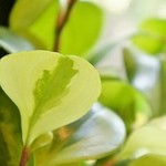 魚沼茶房 - 店内のご紹介です⑨