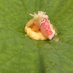 馬車道 大かわ - ゴールドラッシュと金目