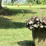 オルガン堂 クラシックス - オニヤンマです