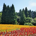 町田バーネット牧場 - くじゅう花公園（ケイトウ）。