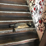 フロア - ⭐︎入り口で猫がお昼寝してました⭐︎