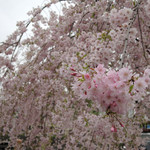 日本料理 紅屋 - 目の前の川沿いには枝垂桜が