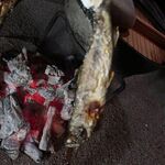 鶴の湯温泉 - 鍋＆岩魚塩焼