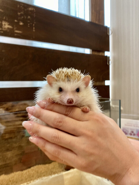 ハリネズミ専門カフェで癒されるぅーーーー By Kouranos ハリネズミ専門cafe ハリー ウッド ハリネズミ専門cafe Harry Wood 栄 名古屋 その他 食べログ