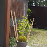 天ぷら とばり - 