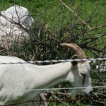 ジャックのパン屋 - 