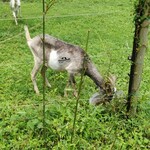 ジャックのパン屋 - 