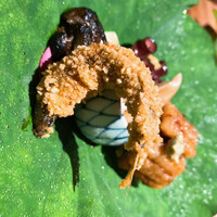 御料理 無窮 - 