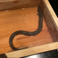 にょろ助 銀座 - 