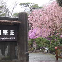 菊華荘 - 桜満開　2008年4月