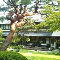 南禅寺参道 菊水 - 樹齢２００年の赤松（お庭中央）