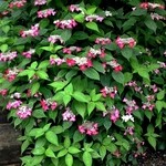 円覚寺佛日庵 - 境内の紫陽花、白から赤に変わりつつありました。