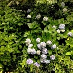 円覚寺佛日庵 - 境内の紫陽花