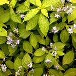 円覚寺佛日庵 - 境内の紫陽花