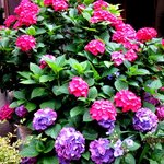玄関先の紫陽花！