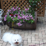 リストランテ ラ チャウ - テラス も広々〜♬