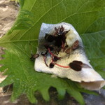 松翁 - 蓼＆新子