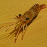 鮨匠なか川 - 石川産しま海老とニラメッコ（ｗｗｗｗｗ