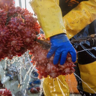 まぼ屋のほやは産地直送新鮮ほや