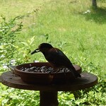 くつきそば 永昌庵 - 