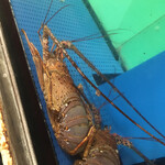 いまり海の郷　玄海丸 - 