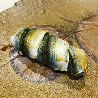 鮨 なかがわ -  鮨 なかがわ -