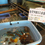 漁師料理たてやま - たてやまミニ水族館