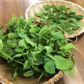 ベジモア ガーデン_1