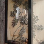 中華そば 葉山 - 