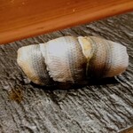 匠 進吾 - シンコ