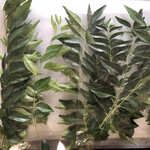 スワガット インディアン バザール - 生カレーリーフ