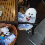 恵比寿 箸庵 - 箸庵テラスで初ご対面