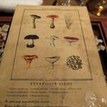 ラチュレ - キノコの本