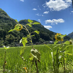 和・カフェ 蛍茶園 - 