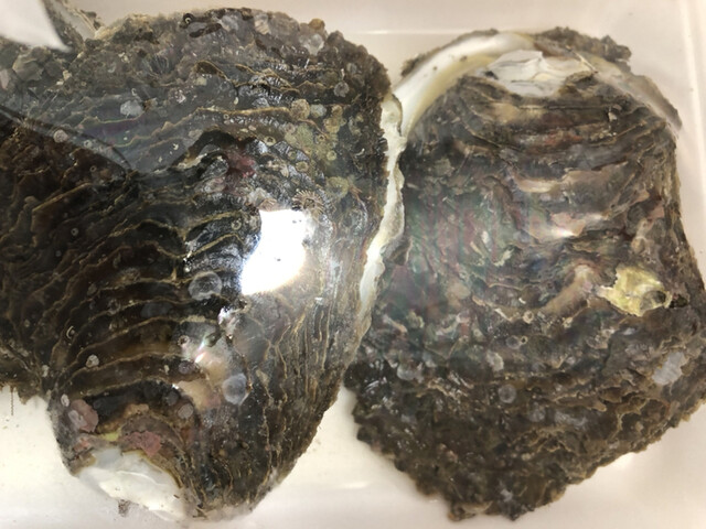 石井丸 海鹿島 魚介料理 海鮮料理 食べログ 石井丸 海鹿島 魚介料理 海鮮料理 食べログ
