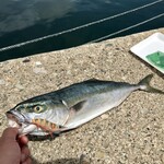 道の駅おが - ブリブリなイナダ