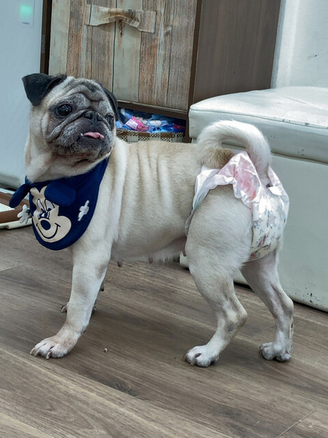 スタッフが素晴らしい By 5368 保護犬 保護猫カフェ 寺田町店 河堀口 その他 食べログ スタッフが素晴らしい By 5368 保護犬 保護猫カフェ 寺田町店 河堀口 その他 食べログ